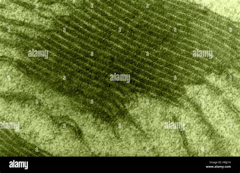 Micrograph chloroplast hi-res stock photography and images - Alamy