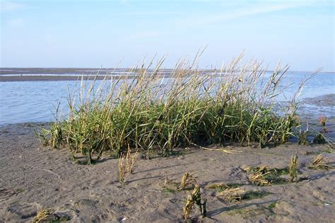 Common cordgrass identification and control: Spartina anglica - King County