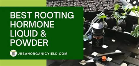 Best Rooting Hormone Liquid & Powder To Propagate Plants From Cuttings