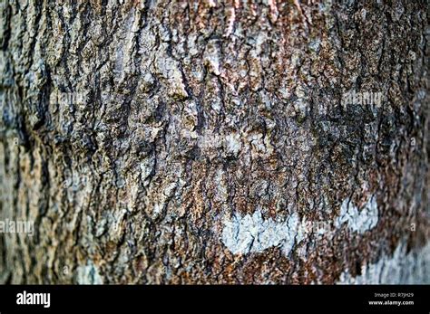 Pine Tree Bark Stock Photo - Alamy