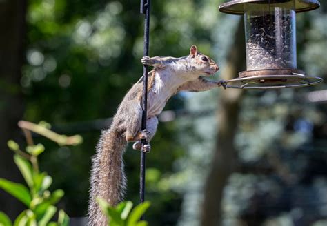 How to use squirrel repellent spray for bird feeders