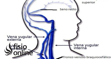 Yugular interna y externa | Qué es, ubicación, recorrido ...