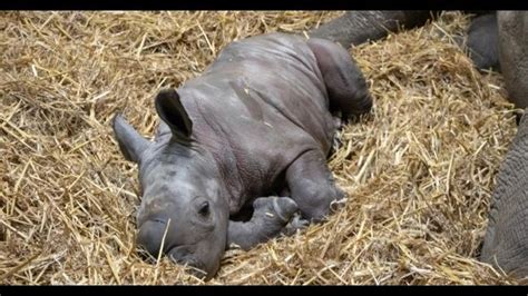 Baby Southern White Rhino Born Near Liverpool | The Advertiser