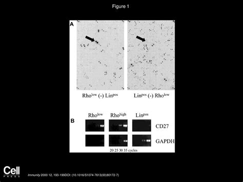 Expression of CD27 on Murine Hematopoietic Stem and Progenitor Cells - ppt download