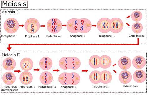 Diagram of Meiosis.Cell division is the process cells go through to divide.Vector illustration ...