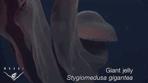 Mysterious Giant Deep Sea Jellyfish