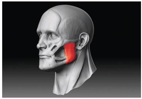 Mastering the Masseter: Strengthening Your Most Powerful Jaw Muscle – Jawzrsize