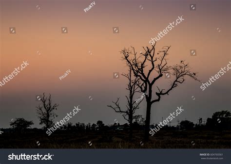 Silhouette Dead Tree Sunset Background Stock Photo 604760561 | Shutterstock