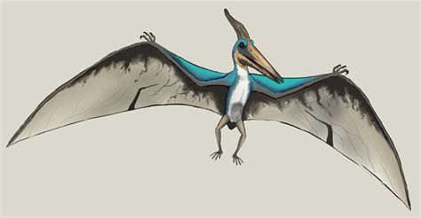 Pteranodon Drawing at GetDrawings | Free download