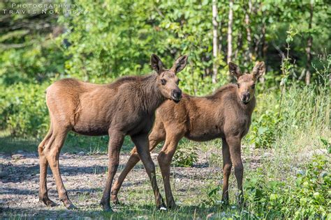 Photography by Travis Novitsky - Photo Journal: Twin Moose Calves, Out for a Walk!