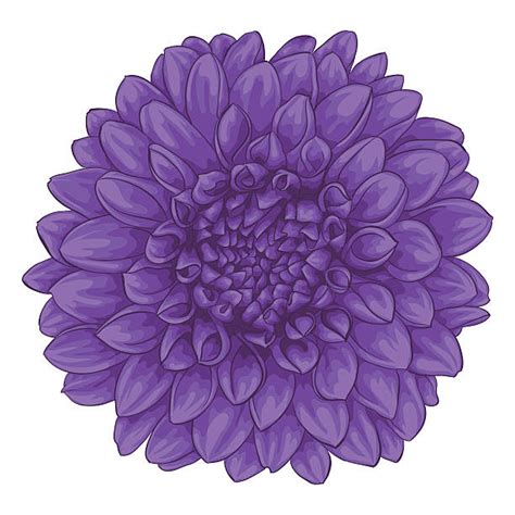 Royalty Free Dahlia Clip Art, Vector Images & Illustrations - iStock