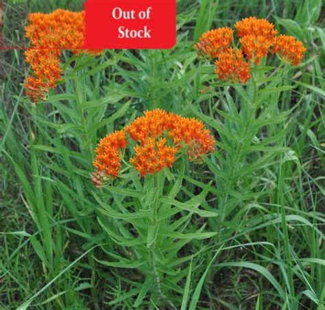 Butterfly Weed Seeds, Asclepias Tuberosa - Milkweed 4 Monarchs