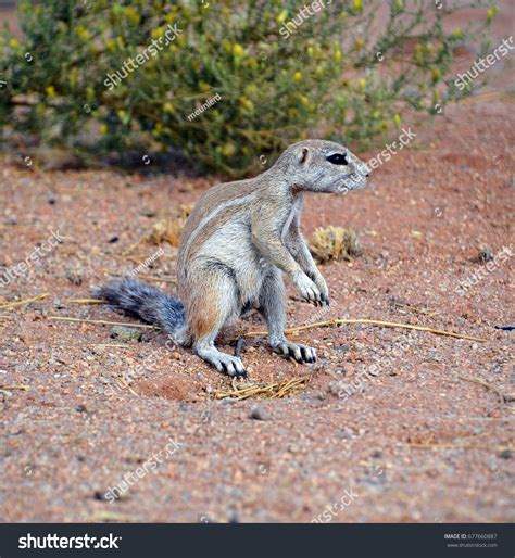 African Ground Squirrels Genus Xerus Form Stock Photo 677660887 ...