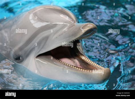 Nuernberg, Germany, laughing dolphin Stock Photo - Alamy