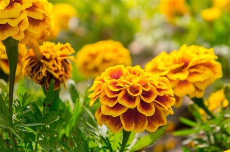 Do Marigolds Come Back Each Year? | Planting marigolds, Marigold flower, Growing marigolds