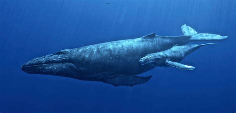 Humpback Whale Calf Nursing