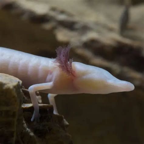 Texas blind salamander - Facts, Diet, Habitat & Pictures on Animalia.bio