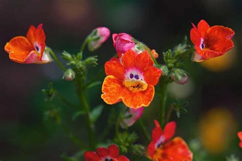 How to Grow and Care for Nemesia Flowers | Gardener’s Path