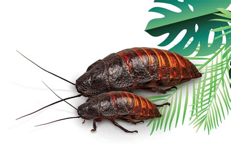 Madagascar hissing cockroach