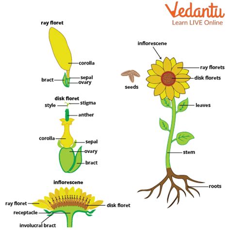 Sunflower Parts And Functions