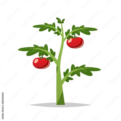 Cartoon tomato plant vector isolated illustration Stock Vector | Adobe ...