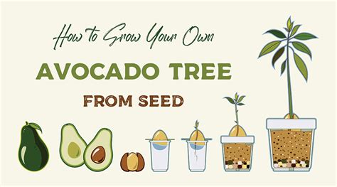 How to Grow an Avocado Tree From a Pit - Farm Flavor