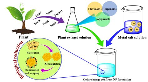 Catalysts | Free Full-Text | Green Synthesis of Metallic Nanoparticles ...