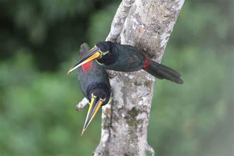 40+ Hornbill Tropical Bird Bird Amazon Rainforest Stock Photos, Pictures & Royalty-Free Images ...