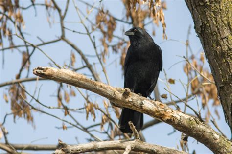 American Crow (Corvis brachyrhynchos) - Mississippi National River & Recreation Area (U.S ...