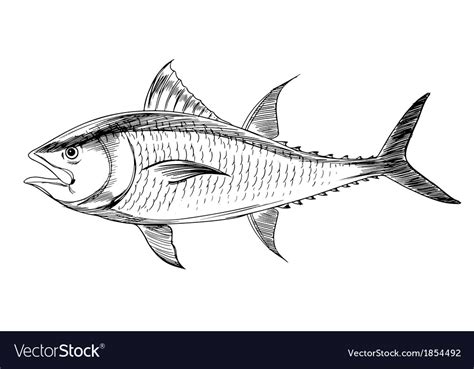 Atlantic bluefin tuna Royalty Free Vector Image