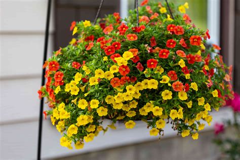 10 Best Flowers for Hanging Baskets