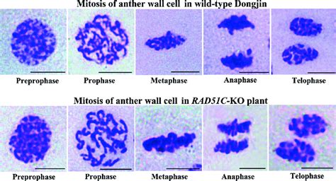 Cytological analysis of mitotic processes of anther wall cells in... | Download Scientific Diagram