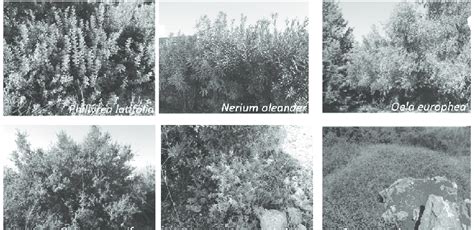 Maquis plants examples in the Akdeniz University Campus. | Download Scientific Diagram