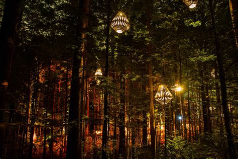 Redwoods Treewalk Rotorua