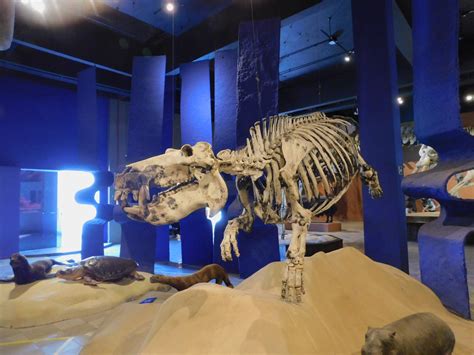 Hippo skeleton - Museum of PUC Minas - Brazil - ZooChat