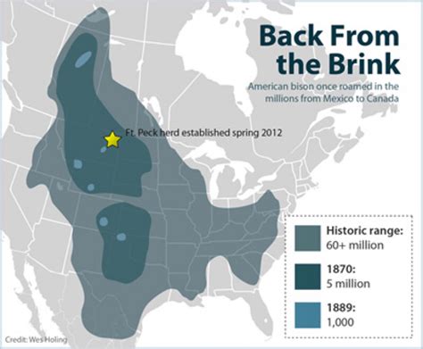 THE MIGHTY BISON: our new national mammal? – William Stacy – Medium