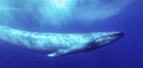 The Evasive Behavior of Blue Whales | Hakai Magazine