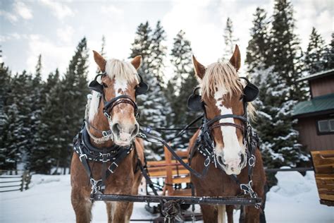 Sleigh Ride Dinner | Lone Mountain RanchLone Mountain Ranch