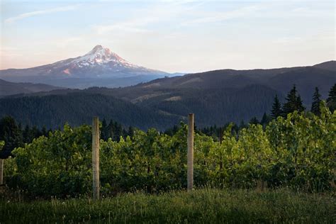 12 Best Hood River Wineries to Visit in Northern Oregon - Go Wander Wild