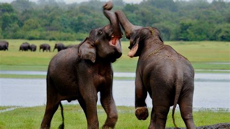 Wildlife photography tour Sri Lanka | Wildlife Tour Packages