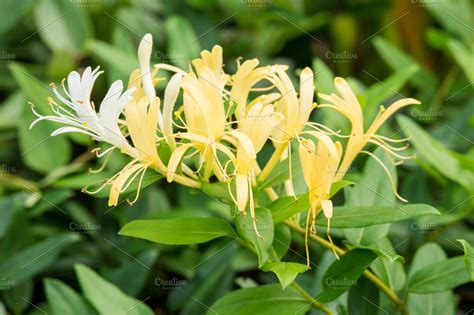 Lonicera japonica or Japanese honeysuckle yellow flower in Singapore ...