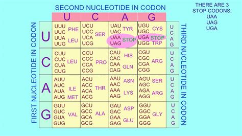 STOP & START CODONS - YouTube