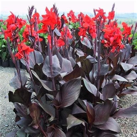 30 Best Types of Canna Lily Varieties | Balcony Garden Web