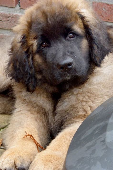 Brady you can't do this to me. i need one. | Leonberger dog, Dogs, Cute dogs