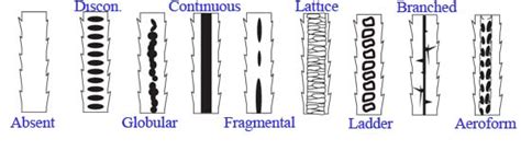 Hair Under the Microscope