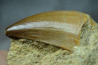 Minnesota mosasaur tooth fossil - lateral view | Mosasaurs (… | Flickr