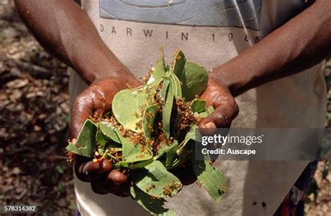 463 Aboriginal Medicinal Plants Stock Photos, High-Res Pictures, and Images - Getty Images