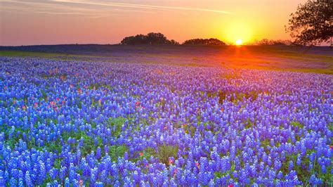 Texas Bluebonnets at Sunrise - HD Wallpaper by © Keith Kapple