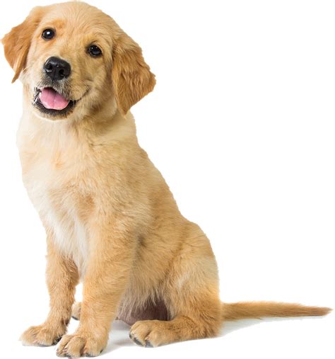Download Happy Golden Retriever Puppy - Sitting Dog Clipart Png Download - PikPng