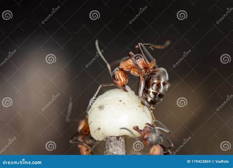 Big Red Forest Ant in Natural Habitat Stock Image - Image of portrait, green: 179423869